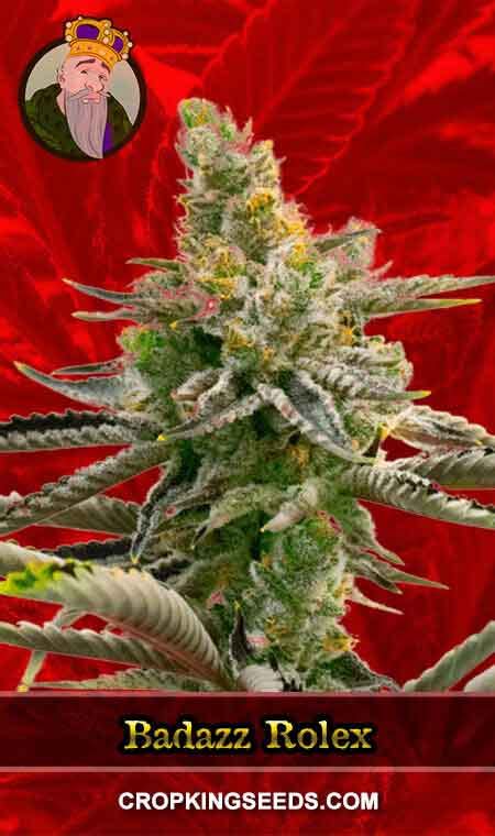 how to grow badazz rolex feminized|Badazz Rolex Feminized Marijuana Seeds .